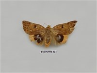 藏品(夜蛾322)的圖片